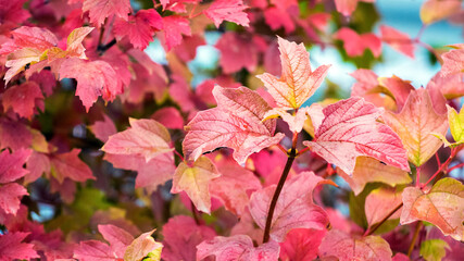 Red leaves of viburnum on the bush in autumn