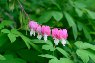 Dicentra Flowers are on leafless stalks. Red petals in shape of a heart. Background green leaves....