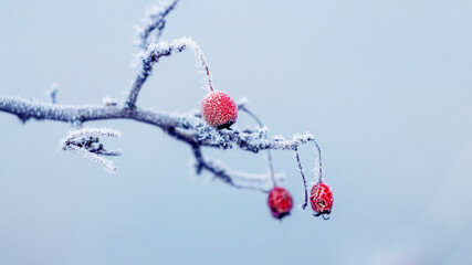 Frost-covered rose hip branch with red berries