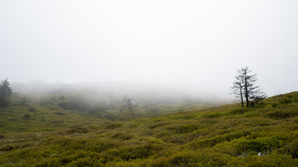 thick fog covers the top of the mountain. cloudy and overcast weather in the mountains. blueberry...