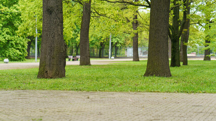 Photography of the green public city park. Sunny spring day. Natural background. No people. Resting of nature. Free space for message.