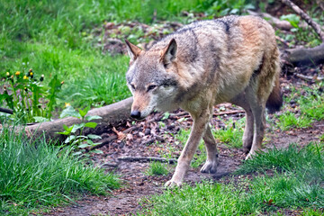 Obraz premium Europäischer Wolf ( Canis lupus ).