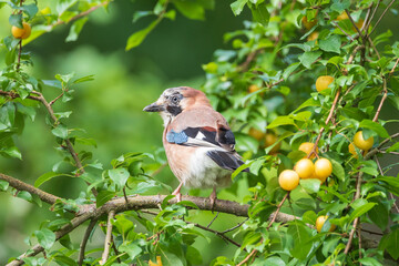Eurasian Jay - Garrulus glandarius - Geai des chênes