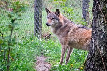 Europäischer Wolf ( Canis lupus ).