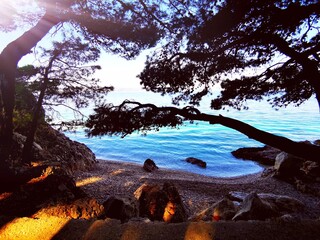 tree on the beach