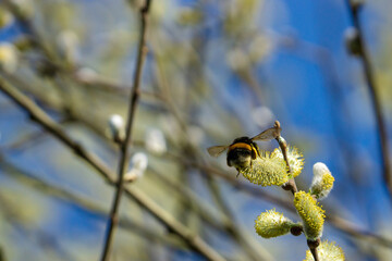 bumblebee collecting pollen