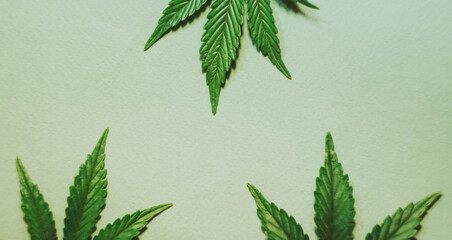 Cannabis leafs flat lay. Copy space. Marijuana plant frame banner