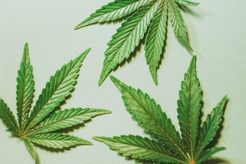 Cannabis leafs flat lay. Marijuana plant banner. THC and CBD oil