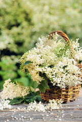 white flowers from elderberry in basket, vertical