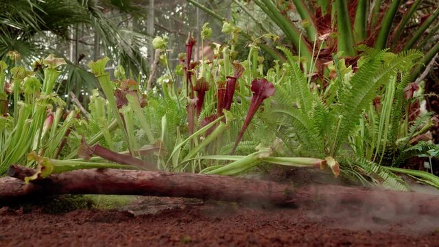 carnivorous buttercup plants at morning fog in the jungle