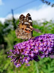 butterfly on a flower