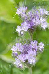 Blüten der Rainfarn-Phazelie