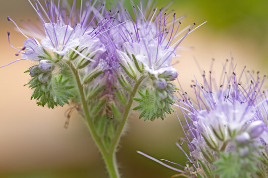 Bl&uuml;ten der Rainfarn-Phazelie