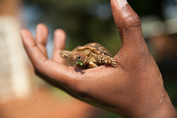 Pet: Baby tortoise