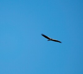 buzzard in flight