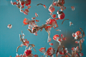 red small flowers fly in the air