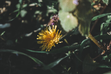 Yellow flower in the garden