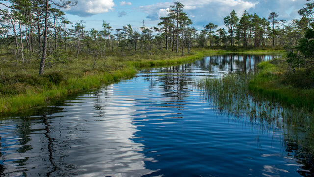 Scenic landscape with blue bog lakes surrounded by small pines and birches and green mosses on a summer day with blue skies and.white cumulus clouds, reflections in dark swamp water
