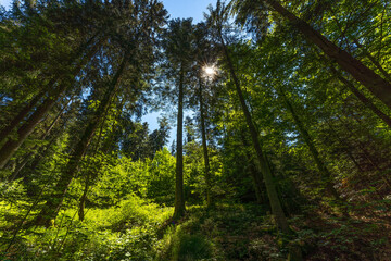 Wandern | Schopf im Bayerischen Wald | Gipfelkreuz