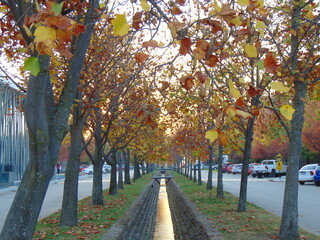 Fototapeta na wymiar autumn trees in the park