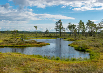 beautiful summer bog landscape with lake, moss, bog pines and birches, peat bog flora