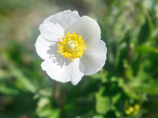 Close-up of a white anemone flower.
