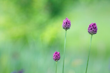 Fototapeta premium Green summer background with several stalks of flowering round-headed leek (or purple-flowered garlic).