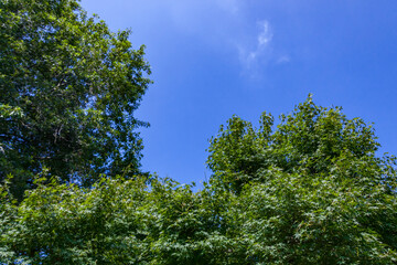 真夏の青空と緑(8月)