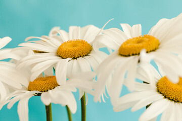 Fototapeta premium Bouquet of flowers camomiles on a blue background. 
