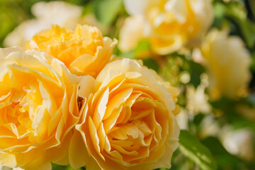 Bright large flowers of a yellow peony rose