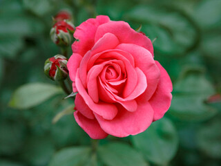 Blooming rose next to few unblown buds.