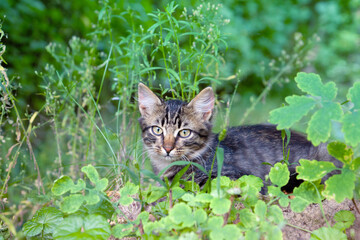 Naklejka na ściany i meble Portrait of a cute little kitten. The cat lies in a tall green grass in summer