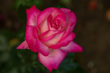 
blooming pink roses