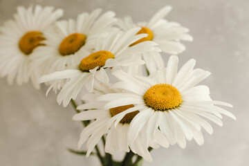 Bouquet of daisy flowers on a gray background.
