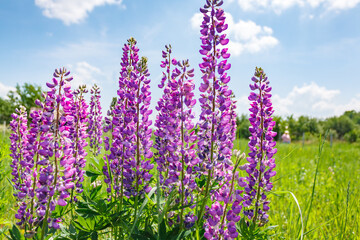 Lupine field in countryside on a sunny day.