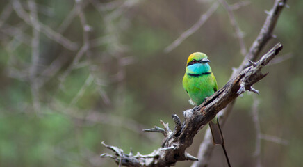 Green bitter birds sri lanka