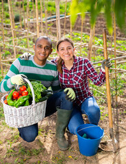 Fototapeta premium Positive family couple with harvest of vegetables in garden