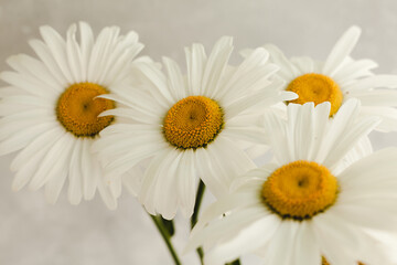 Bouquet of daisy flowers on a gray background.

