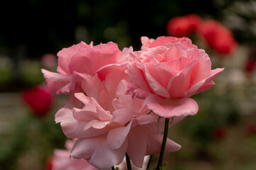 Fototapeta premium blooming pink roses