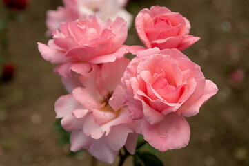
blooming pink roses