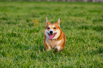 Funny corgi play on the green grass