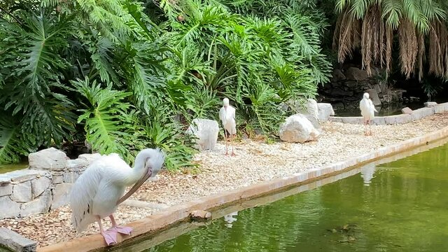 Pelicans near water pond and palm trees in Palmitos Park, Gran Canaria