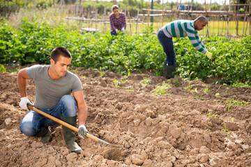 Amateur gardener hoeing soil before seedlings planting