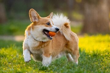 Funny corgi play on the green grass
