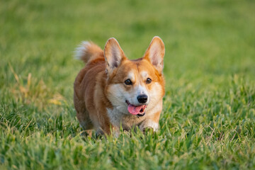 Funny corgi play on the green grass