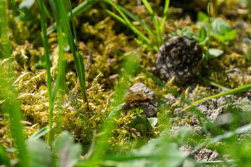 humbleflie sitting on the ground