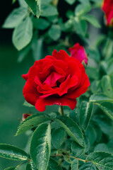 Close-up of small red rose