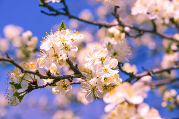 Fototapeta premium Beautiful spring cherry blossom. pink flowers on sky background.