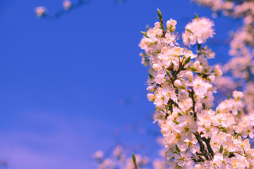 Beautiful spring cherry blossom. pink flowers on sky background. copy space.