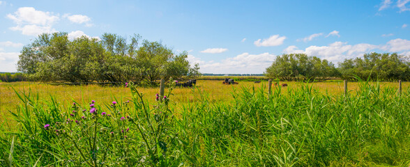 Herd of brown and black cows in a green grassy pasture below a blue cloudy sky in sunlight in spring